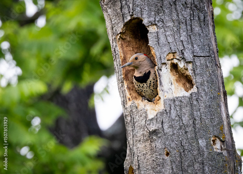 A Northern Flicker is sitting in a hole in a tree. The hole is small and the bird is perched on the edge of it. The tree is surrounded by green leaves and branches