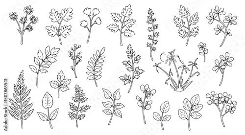 Vector leaves and flowers shapes outlines
