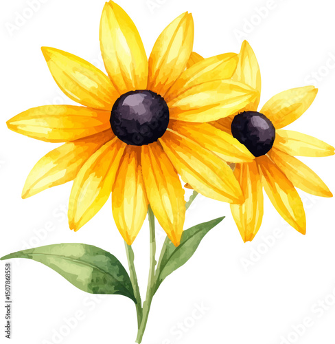 Bright yellow sunflowers blooming on a white background.
