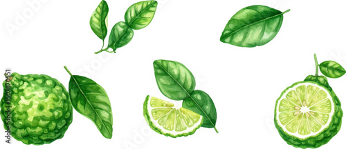Fresh organic green lime and lemon with leaves isolated on white