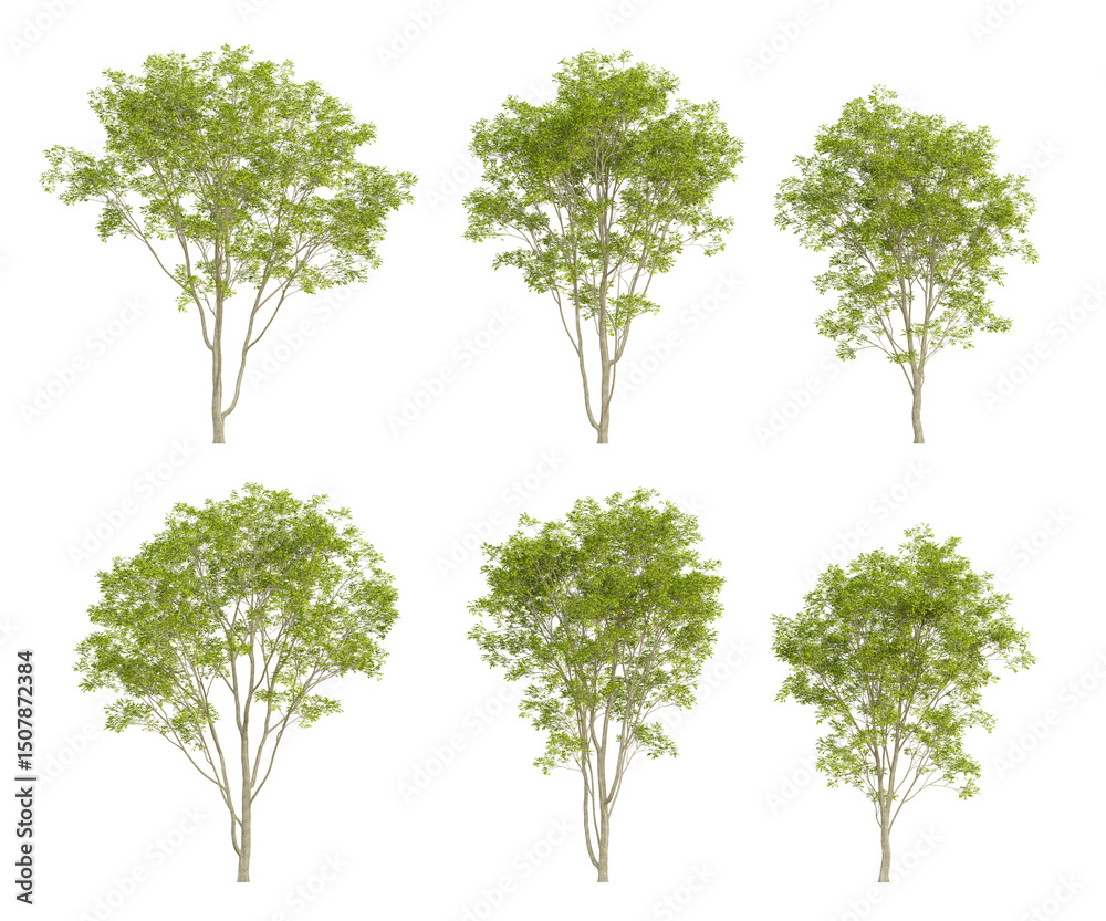 Obraz premium Set of 3d trees of fraxinus rhynchophylla with different view on transparent background, png illustration