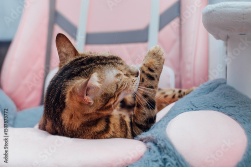 Close up little bengal kitty laying the pink game armchair at home.