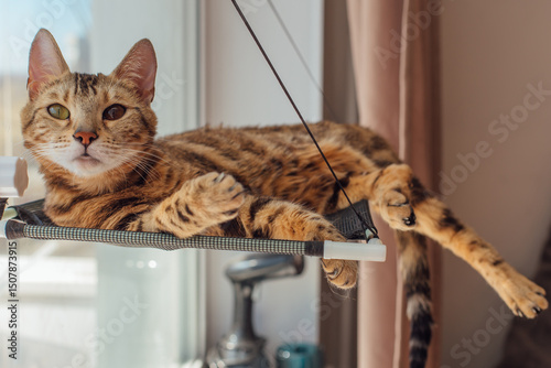 Cute little bengal kitty cat laying on the cat's window bed watching on the room. Sunny seat for cat on the window.