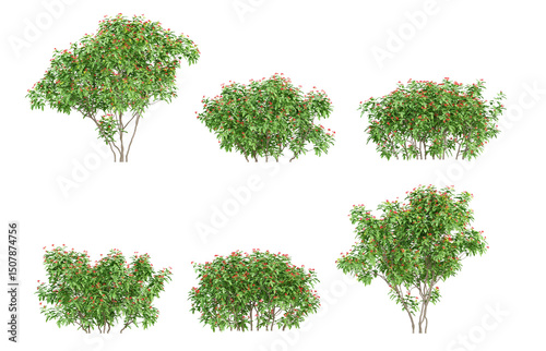 3d plants Jatropha integerrima in different view on transparent background, png illustration