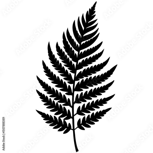 fern leaf isolated on white