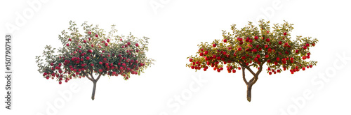 Two trees laden with fruit against a white background.