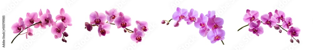 set of Close-up of several orchid blossoms against a white background. set of Close-up of several orchid blossoms against a white background.