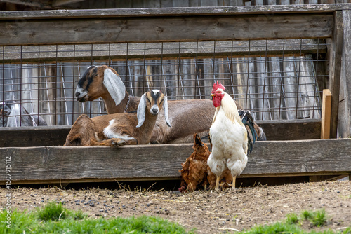 Chickens and goats enjoy the serene environment at Riverdale Farm, a peaceful urban oasis in Toronto.
