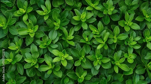 Wallpaper Mural Vibrant Green Lush Foliage: A Close-Up of Nature's Greenery Torontodigital.ca