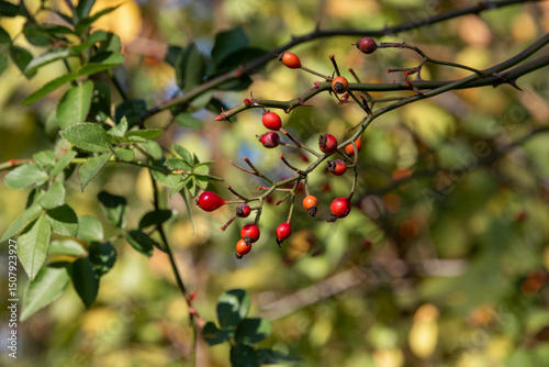 Autumn. Ripe wild rose fruits. A branch of a rose. rosehip fruits. Yellow-green leaves. A rosehip bush with fruits, ready for harvesting in autumn.