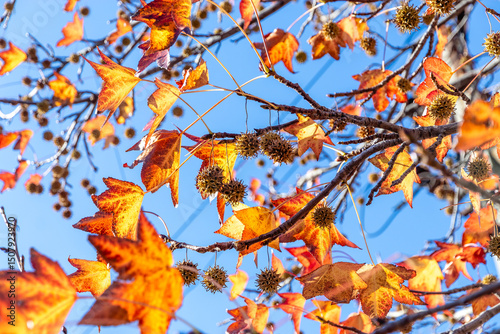 Red leaves of Liquidambara vulgaris. Prickly nuts on a branch of the liquidambar tree. Golden leaves and prickly green balls of Liquidambarian styraciflua seeds, in focus against a background  photo