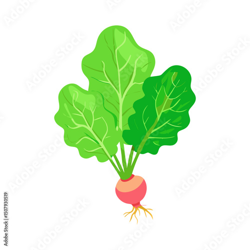 Fresh Radishes with Leaves