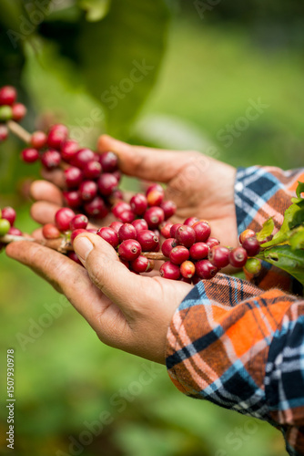 Wallpaper Mural Farmer concept harvest hand ripe coffee seed robusta arabica berry close up fresh green leaf bean picking orange crop red yellow berries raw plant tree farm growth blur background eco organic garden Torontodigital.ca
