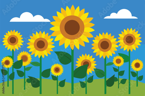 sunflower field with sunflowers background 