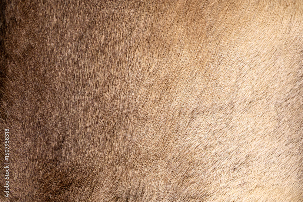 Brown Grey Animal skin Natural Fur Wolf Fox, Bear, Wildlife texture table top view Concept for hairy Background, fabric textures and wallpaper. Close up detail of Fluffy grizzly teddy Coat Full Frame. Brown Grey Animal skin Natural Fur Wolf Fox, Bear, Wildlife texture table top view Concept for hairy Background, fabric textures and wallpaper. Close up detail of Fluffy grizzly teddy Coat Full Frame.