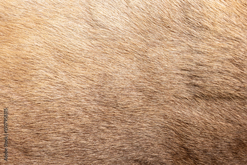 Wallpaper Mural Brown Grey Animal skin Natural Fur Wolf Fox, Bear, Wildlife texture table top view Concept for hairy Background, fabric textures and wallpaper. Close up detail of Fluffy grizzly teddy Coat Full Frame. Torontodigital.ca