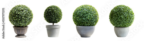 set of Decorative potted topiary spheres on a white background. isolated on transparent background
