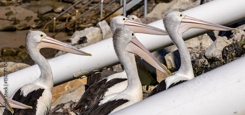 A group of Australian pelicans (Pelecanus conspicillatus)