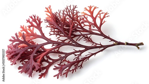 Elegant Red Seaweed Specimen Displayed on a Clean White Background for Scientific or Culinary Applications