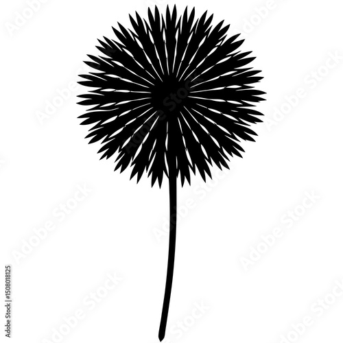 dandelion isolated on white background