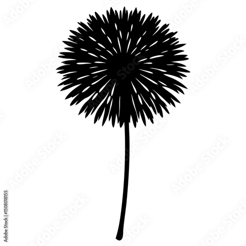 dandelion isolated on white background