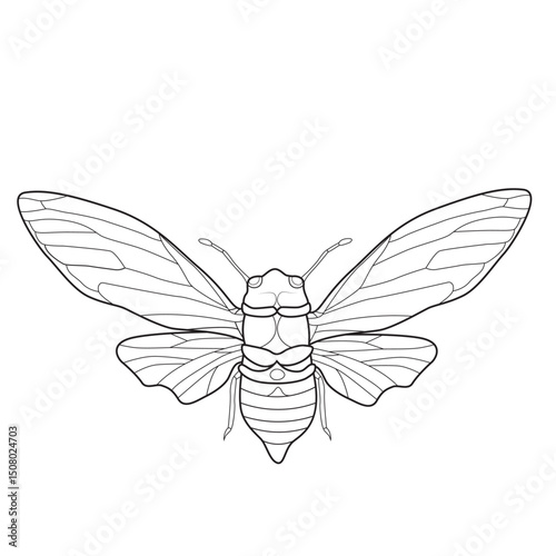 Cicada Insect Illustration in Line Art