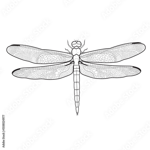 Line art dragonfly illustration for coloring book