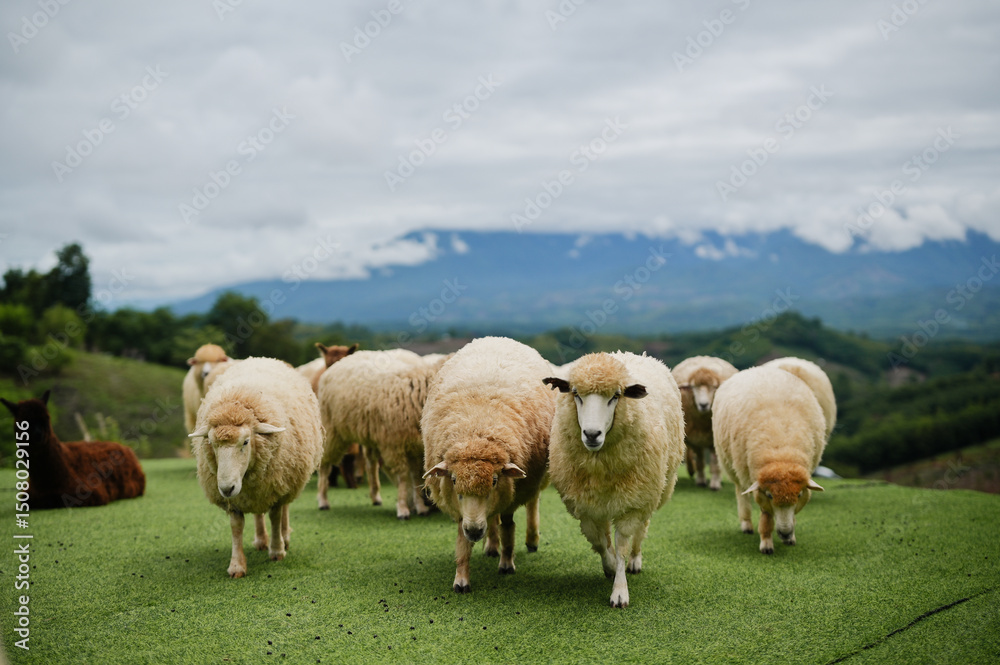 Fototapeta premium A flock of sheep grazes on green grass with mountains and clouds in the background.