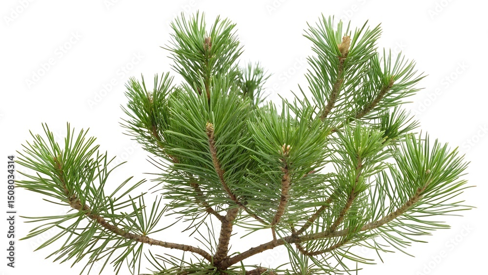 Close up of a pine tree branch with needles and buds on a white background Close up of a pine tree branch with needles and buds on a white background