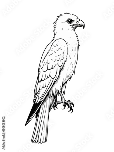 wedge tail eagle Australian kids for colouring book black white