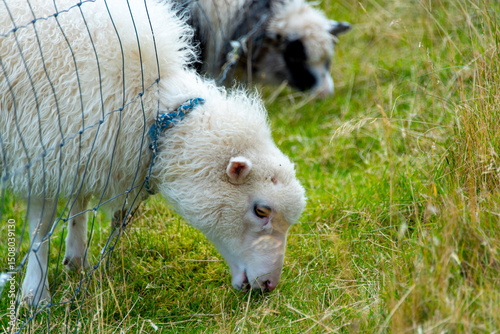 Faroese Sheep - Faroe Islands