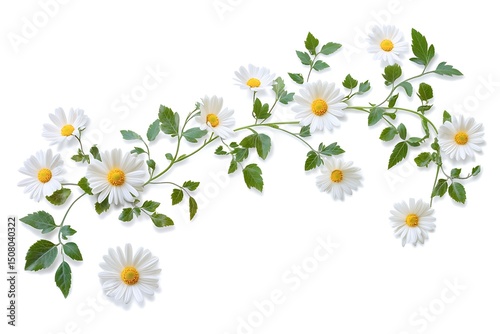 White daisies blooming branch spring floral design