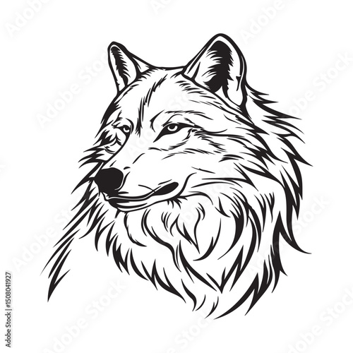 Dingo dog face Stock Vector Images. Dingo Head Illustration on white background.