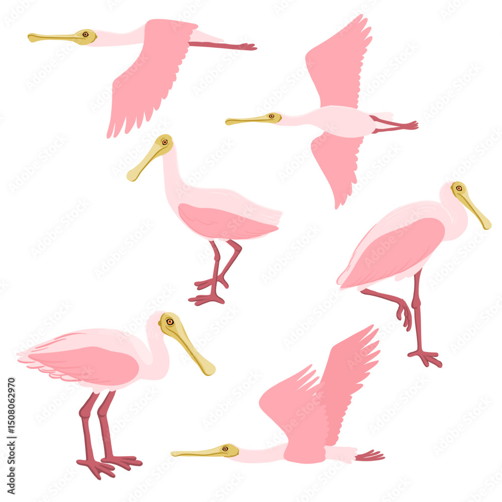 Obraz premium vector drawing birds, roseate spoonbill, hand drawn Platalea ajaja, isolated nature design element