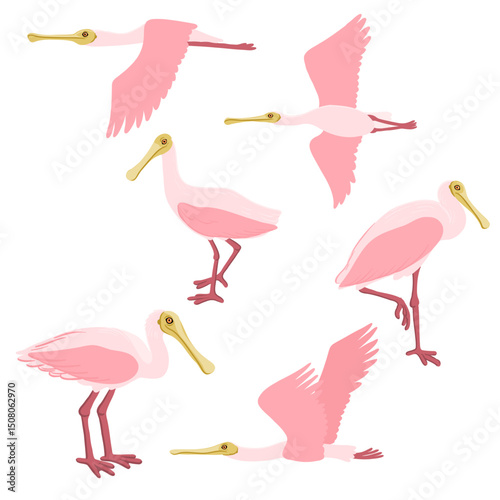 vector drawing birds, roseate spoonbill, hand drawn Platalea ajaja, isolated nature design element