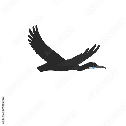 vector drawing bird, Brandt's cormorant, hand drawn Urile penicillatus, isolated nature design element photo