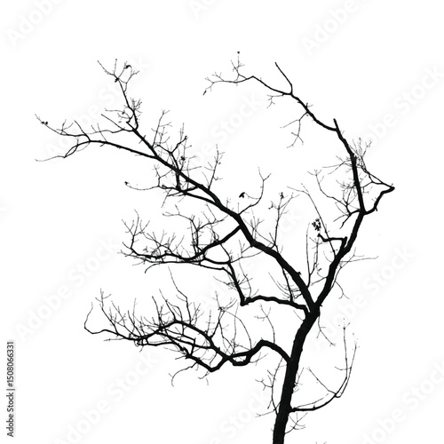 Silhouette of bare tree with branches isolated on white. Black and white vector illustration
