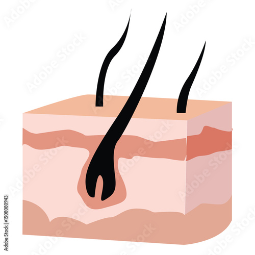 Human skin and hair structure. Anatomical sign. 