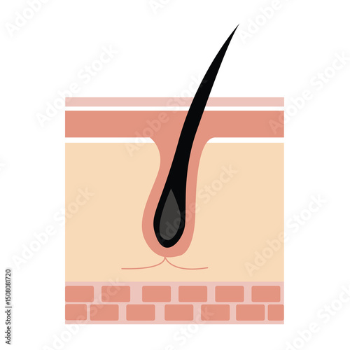 Anatomical Structure of the Hair