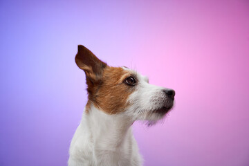 Acrylglasbilder Tierarzt Jack Russell Terrier im Profil  © Anna Averianova
