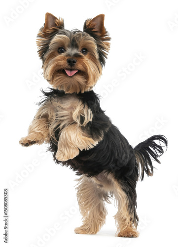 Yorkshire Terrier Playing