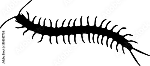 vector illustration of a black and white spider