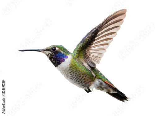Hummingbird in flight