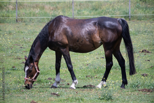 Beautiful thoroughbred horse in green meadow