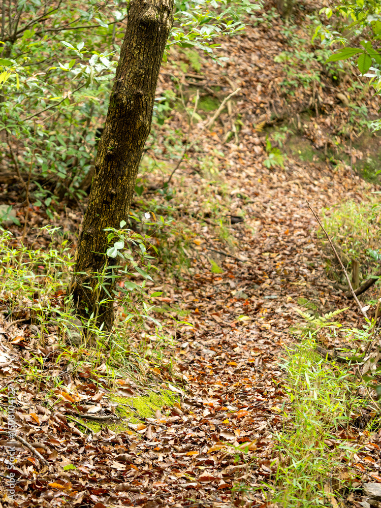 Fototapeta premium 枯葉が積もる山道
