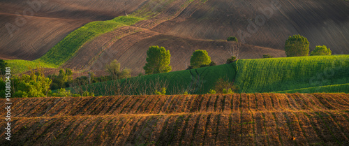 wavy landscape composed of green farmland interspersed with ecological tree belts