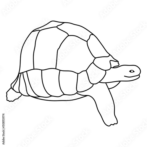 tortoise photo