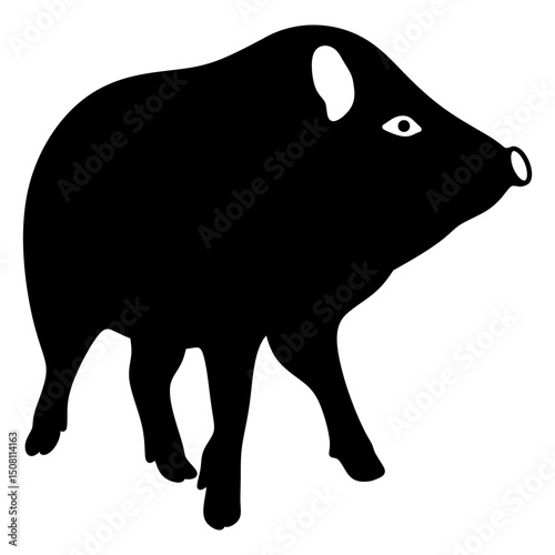 peccary