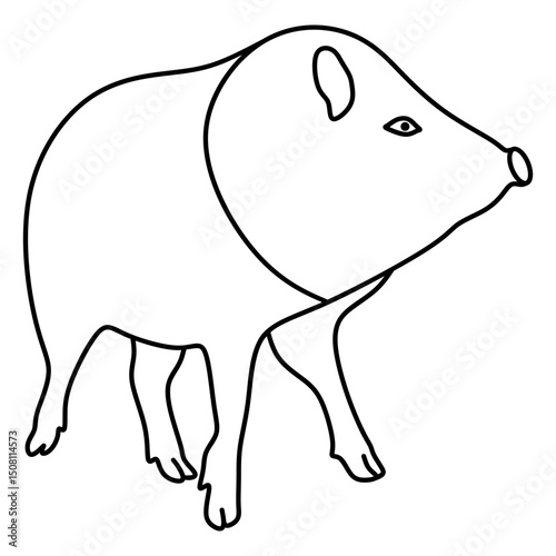 collared peccary