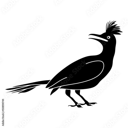 roadrunner
